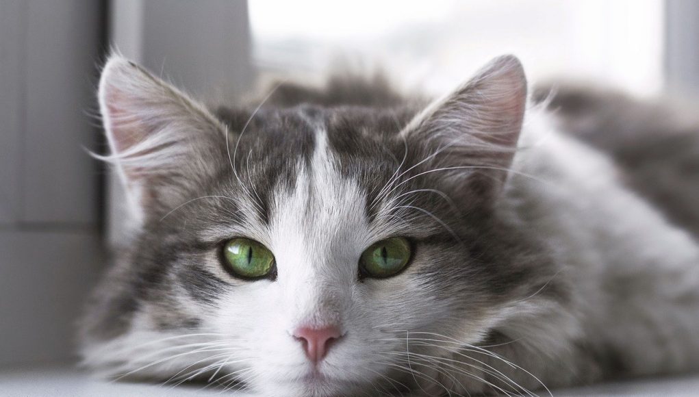 races de chats préférées des français