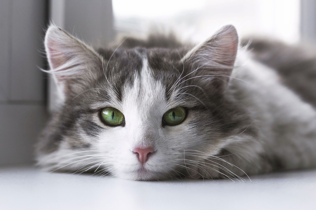 5 races de chats préférées des français en 2021