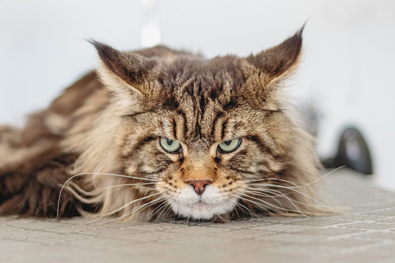 Un chat disparu pendant 1 an survit à incendie et retrouve sa famille !
